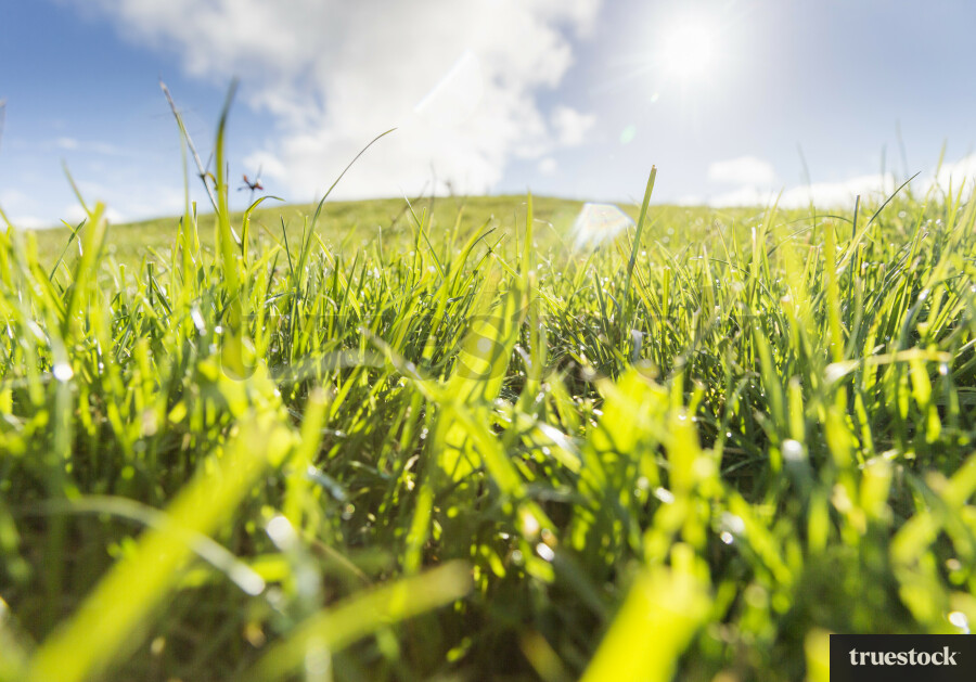 Blades of Grass Close-up
