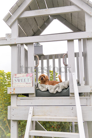 Dog in playhouse