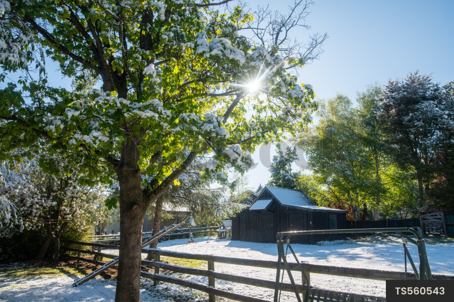 Barn, trees, and snow in Tekapo