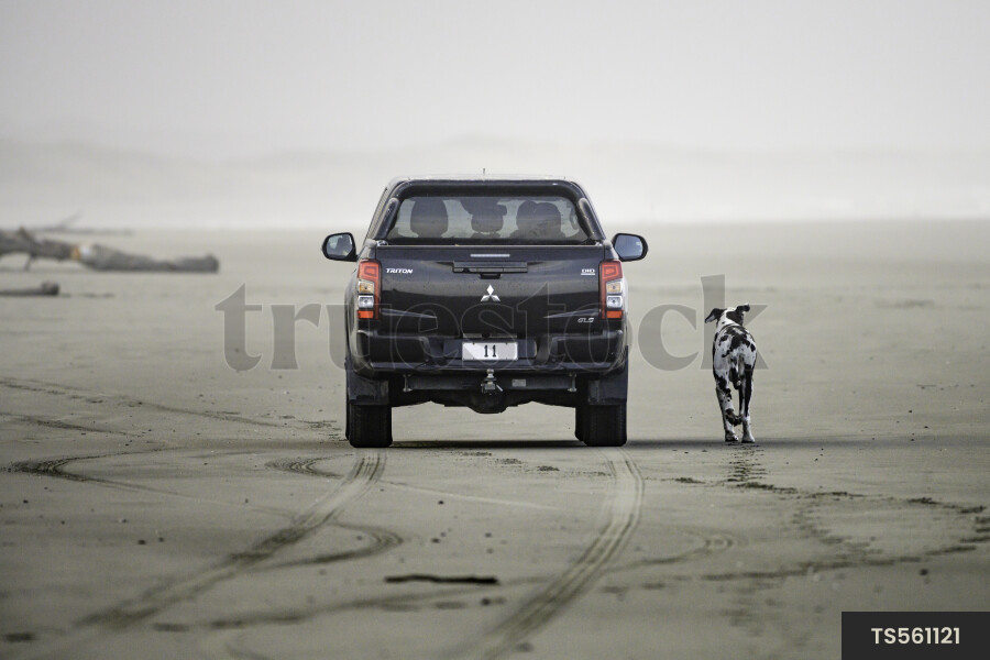 Ute and dog on Foxton Beach