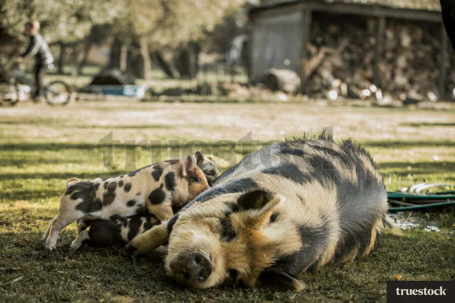 Kunekune Pigs
