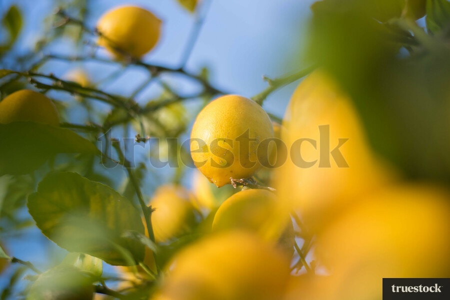 Close-up of lemons growing on a tree