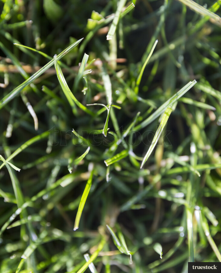 Pasture Grass Up Close