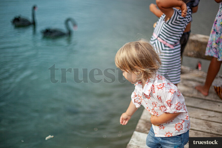 Child feeding the swans at the lake