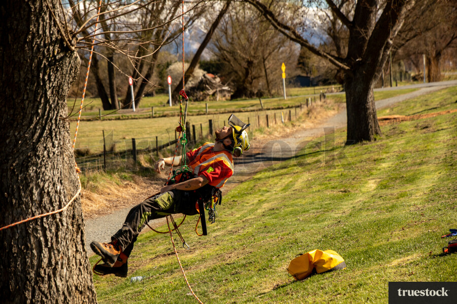 Worker Climbing Tree