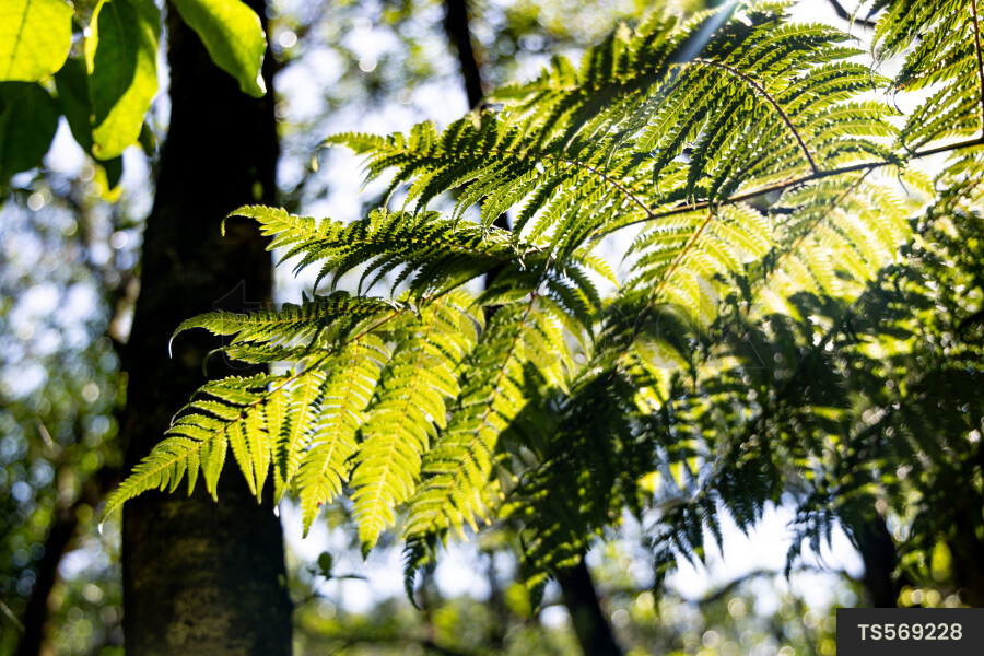 Fern in forest
