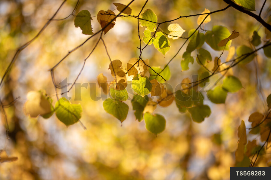 Branches of trees in Hagley Park during autumn