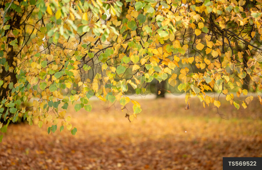 Hagley Park in autumn