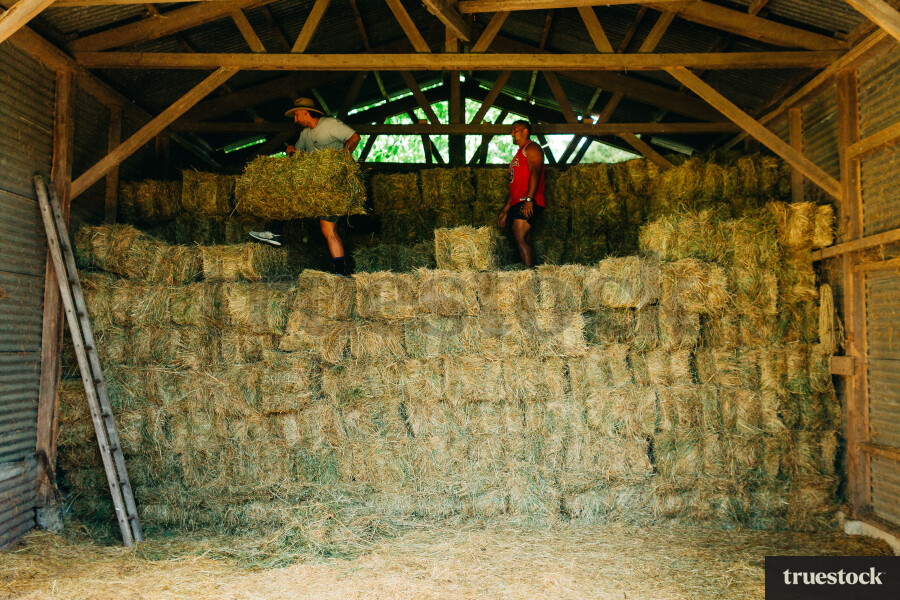 Making hay