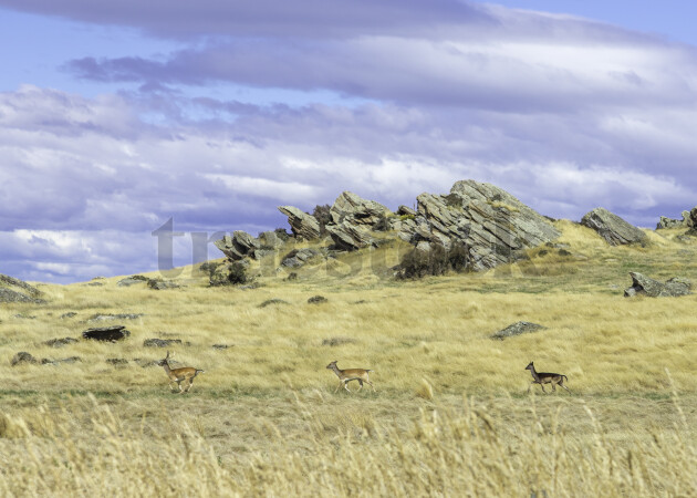 Deer on Rural Paddock
