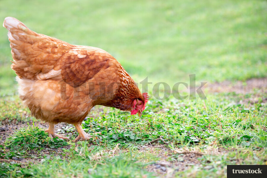 Chicken in Garden