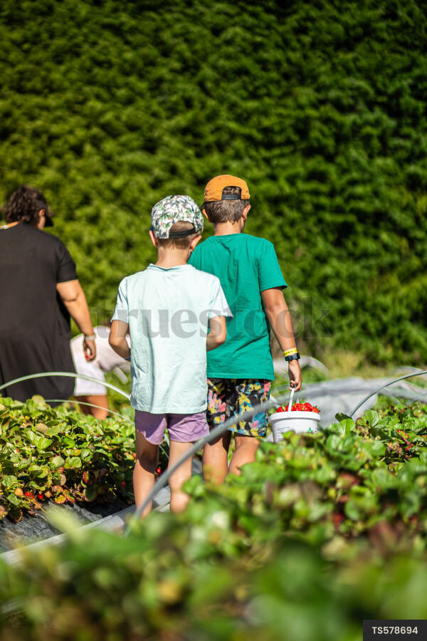 Family picking strawberries