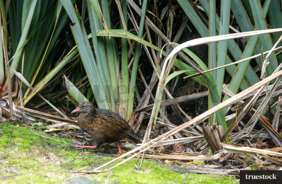 Native bird walking along flax bushes in nature