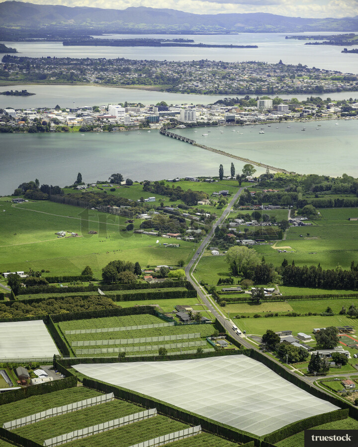 Kiwifruit Orchards Matapihi