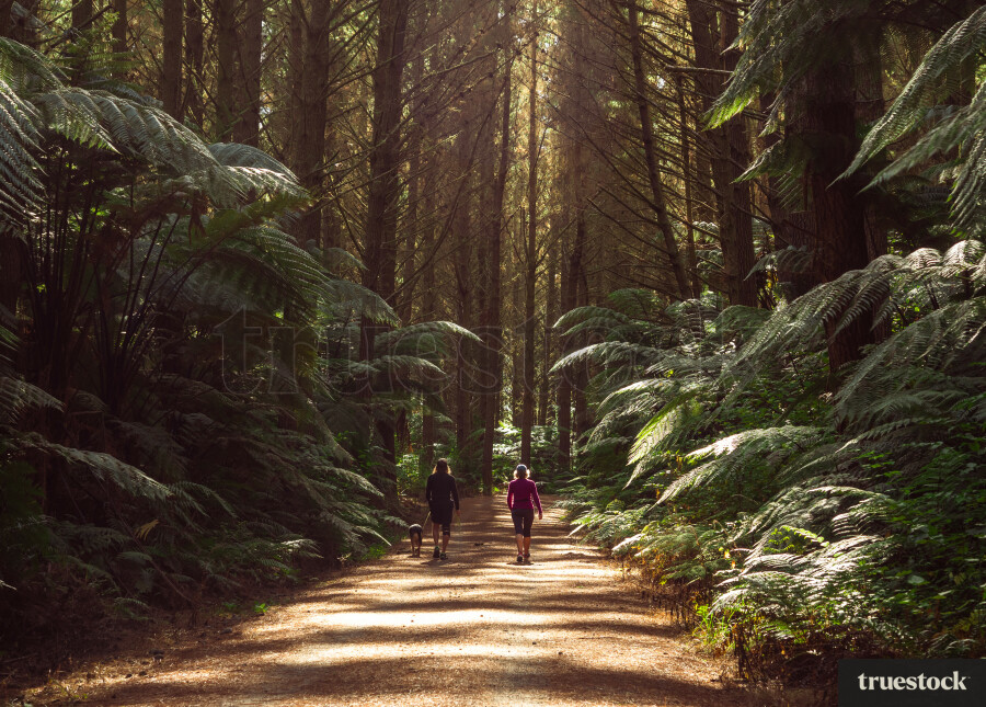Couple walking dog through the forest trees