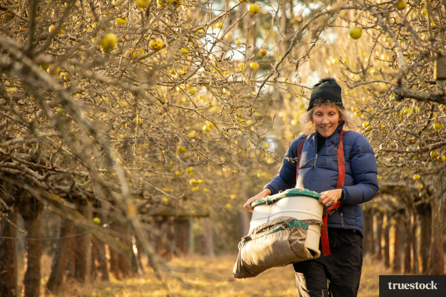 Woman picks Fruit