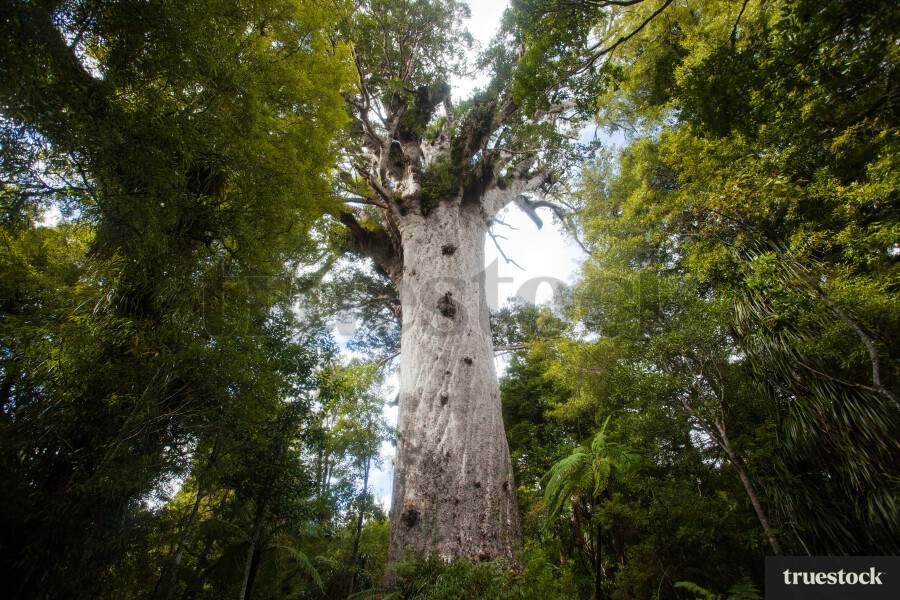 Large Kauri native tree trunk in the forest