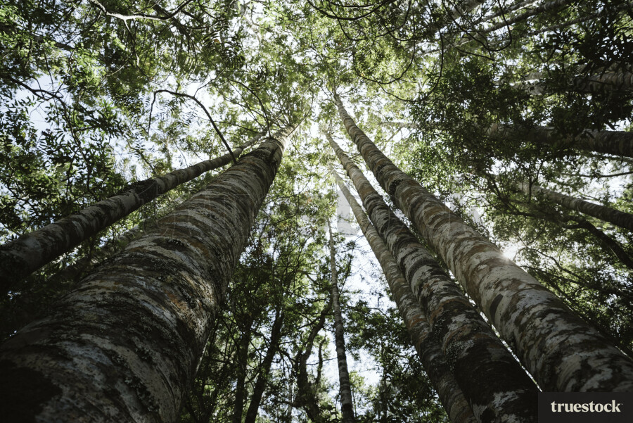 Matakana Forest