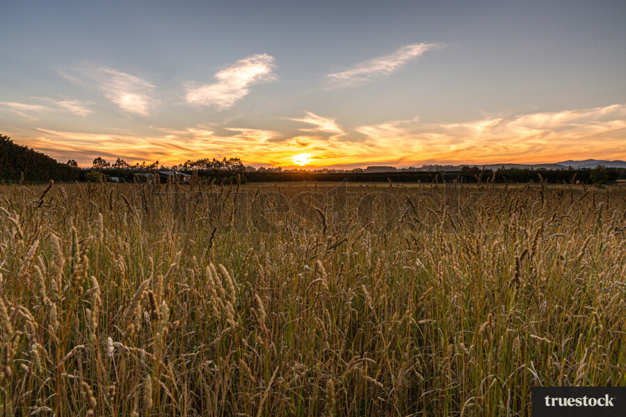 Fields near Loburn