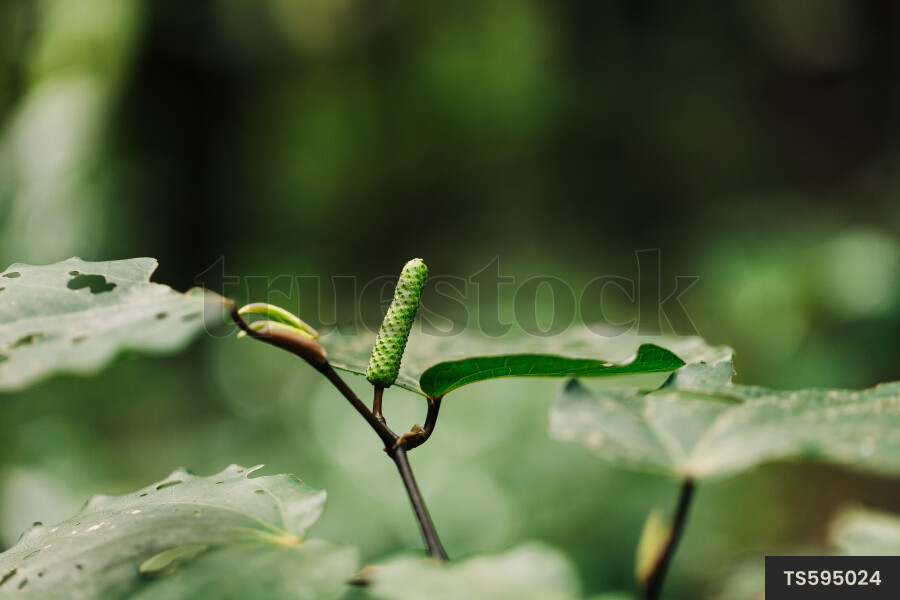 Leaf of plant in forest
