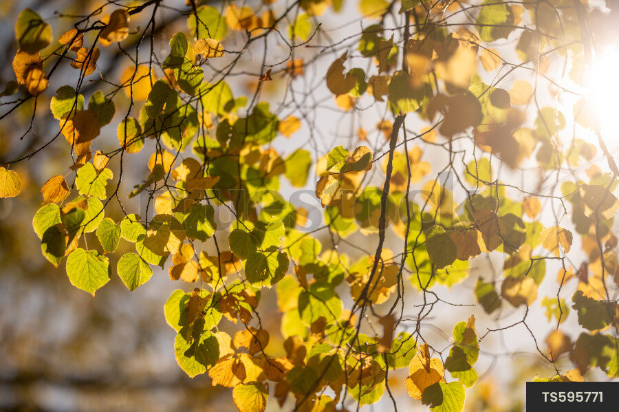 Branches of trees in Hagley Park during autumn
