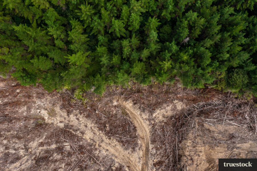 Aerial View of Forest