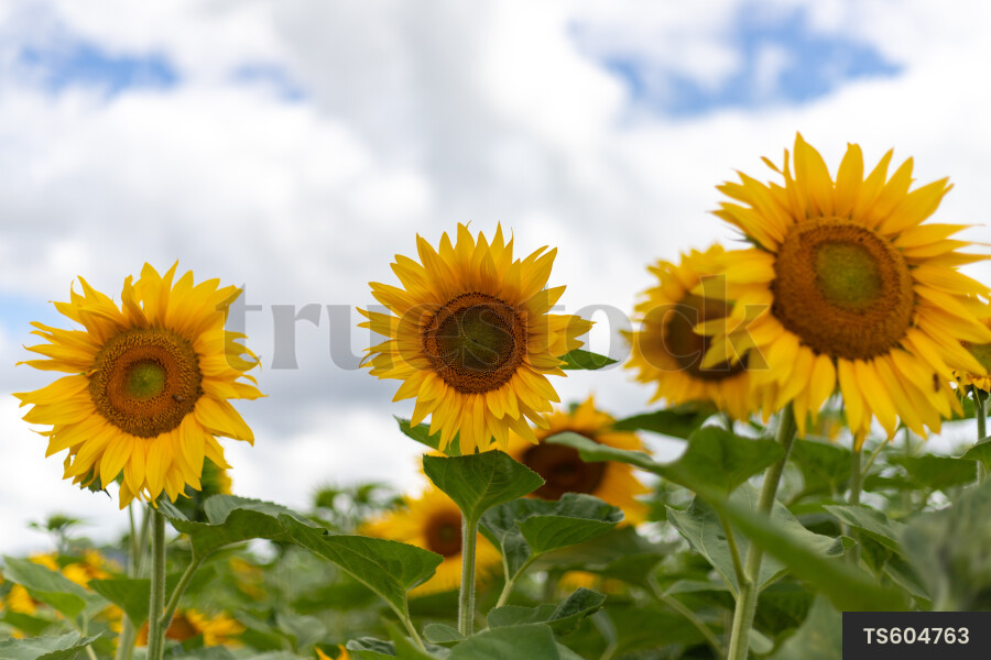 Sunflowers on farm