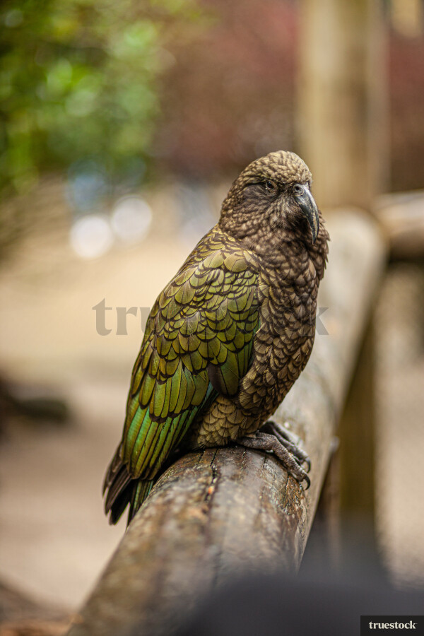Kea bird perched on a timber fence