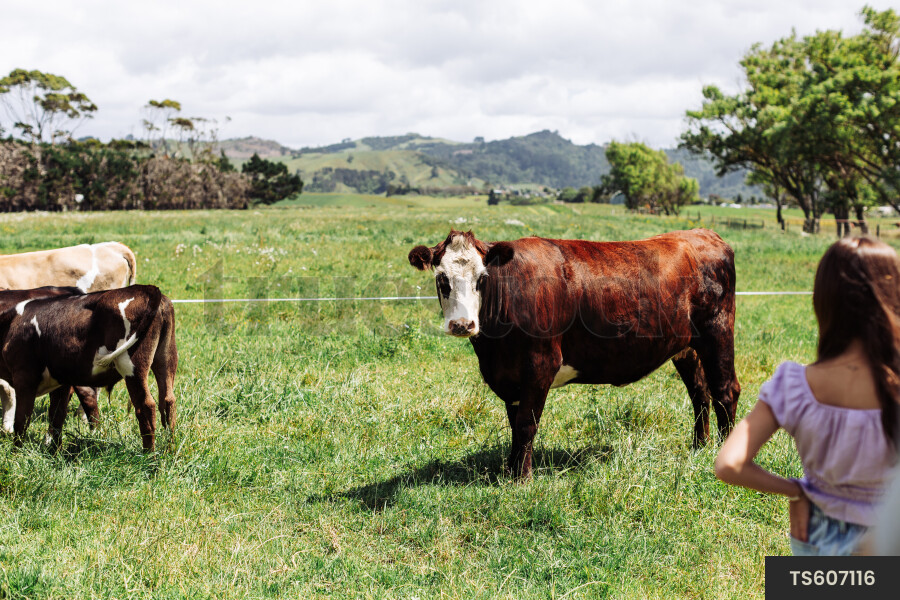 Cows on Farm