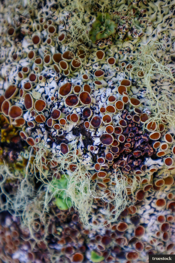 Native Flora Textures