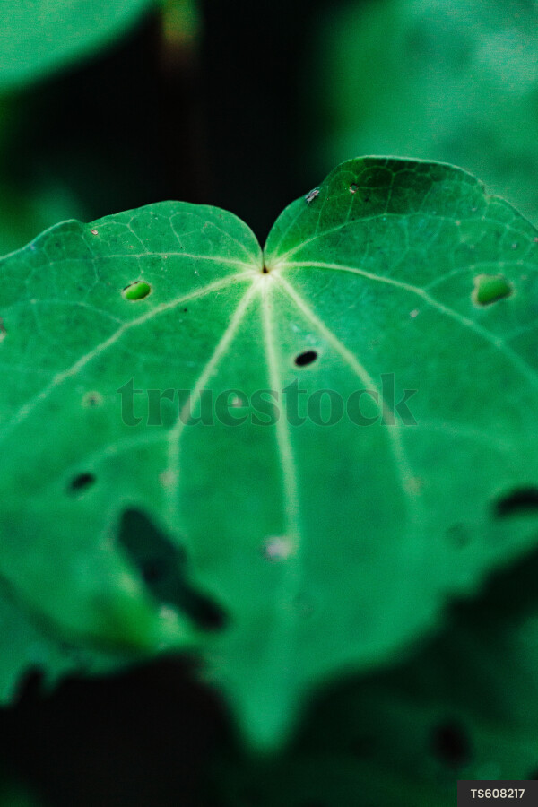 Close-up of a Kawakawa plant with its distinctive leaves