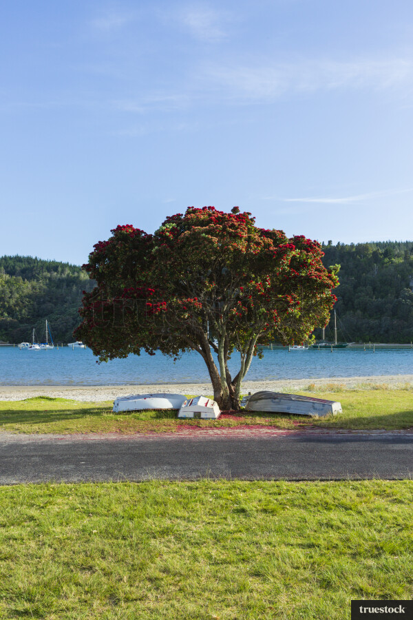 Boats Under Pohutukawa Tree