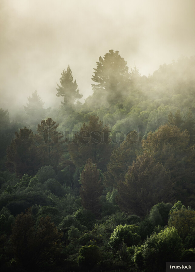 Mist over trees