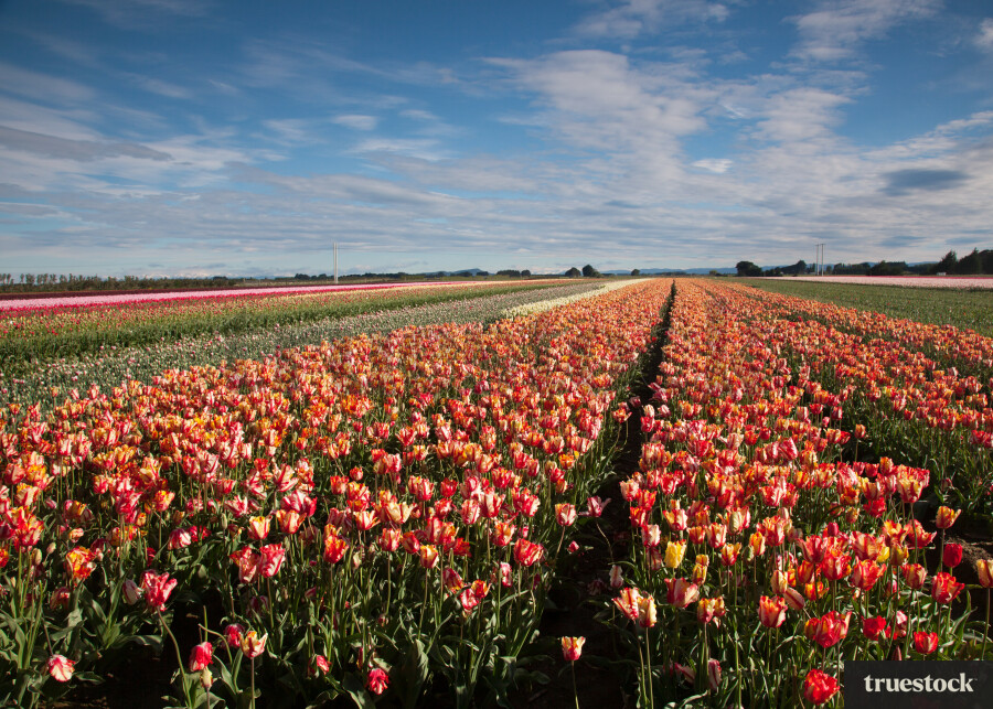 Colourful tulips in a tulip field
