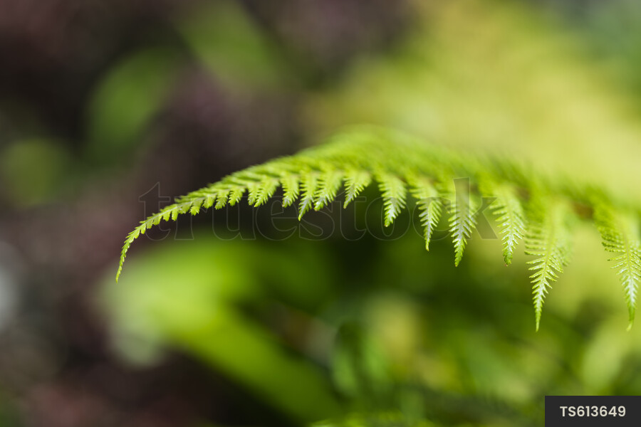 Fern in forest