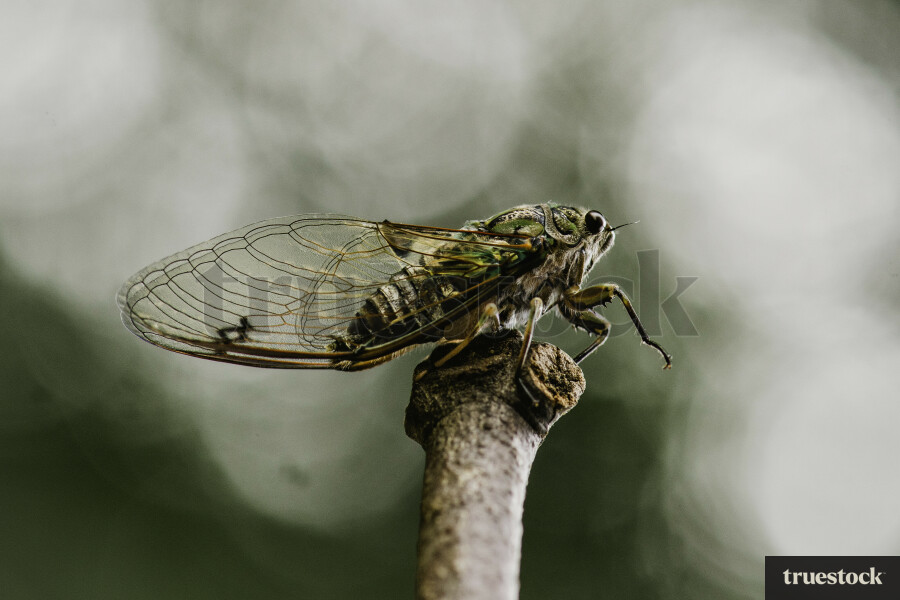 Cicada on Stick