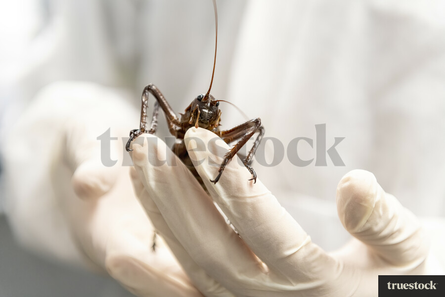 Person Holding Giant Weta