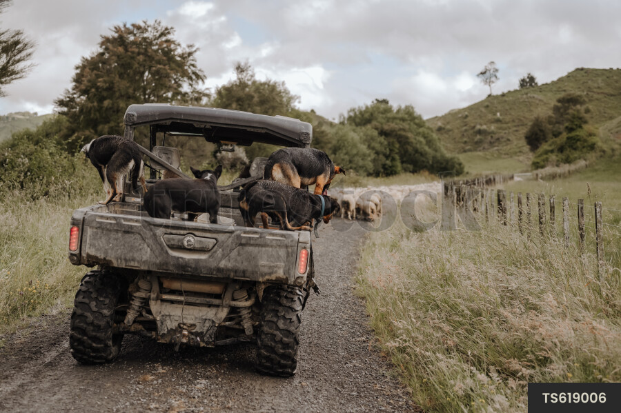 ATV with Dogs on Farm