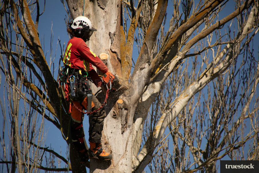 Worker Climbing Tree