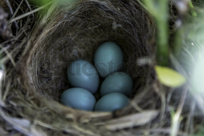 Birds nest with eggs