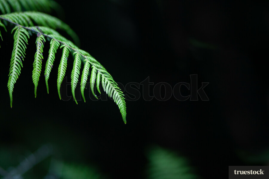 Silver fern