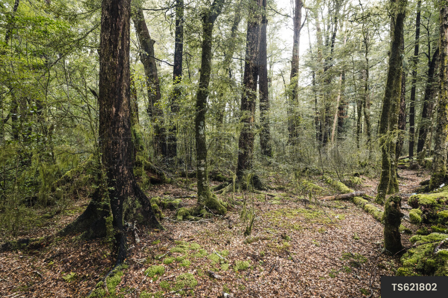 Beech trees in forest