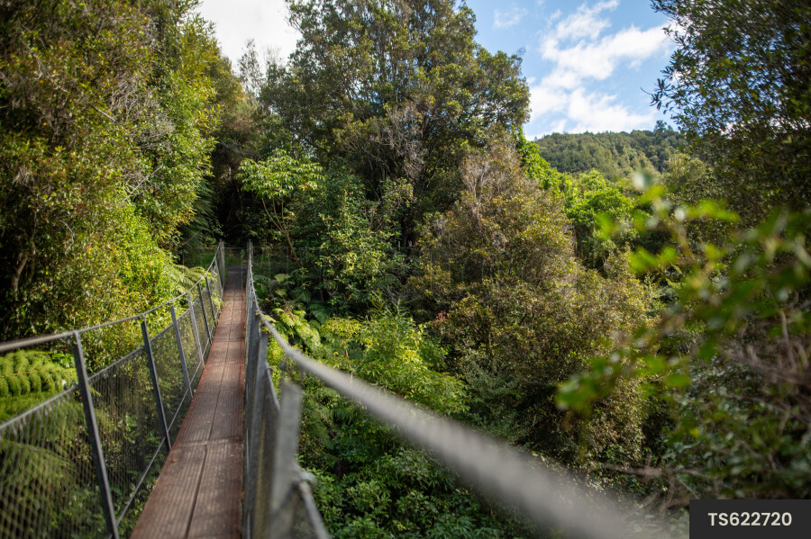 Bridge in forest