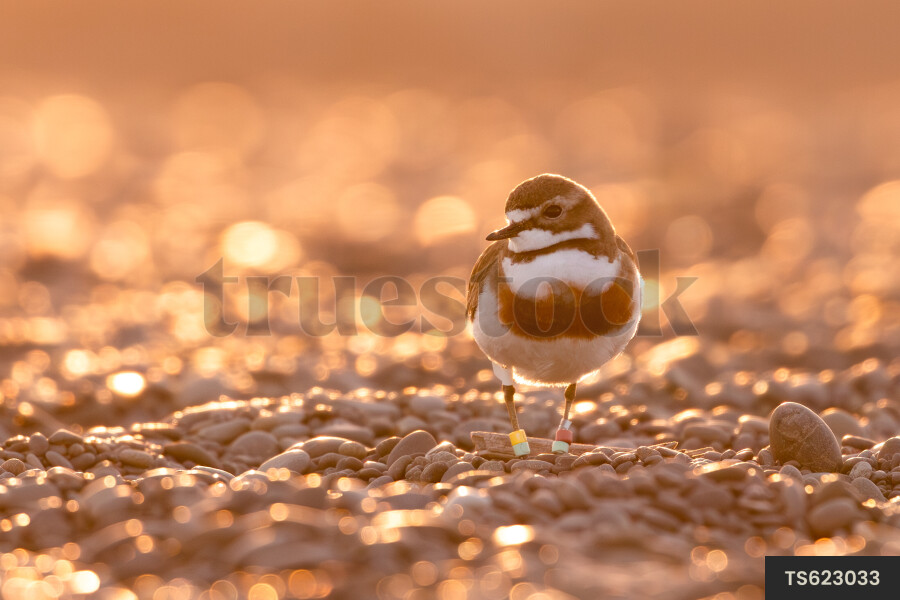 Dotterel with metal rings on pebbles