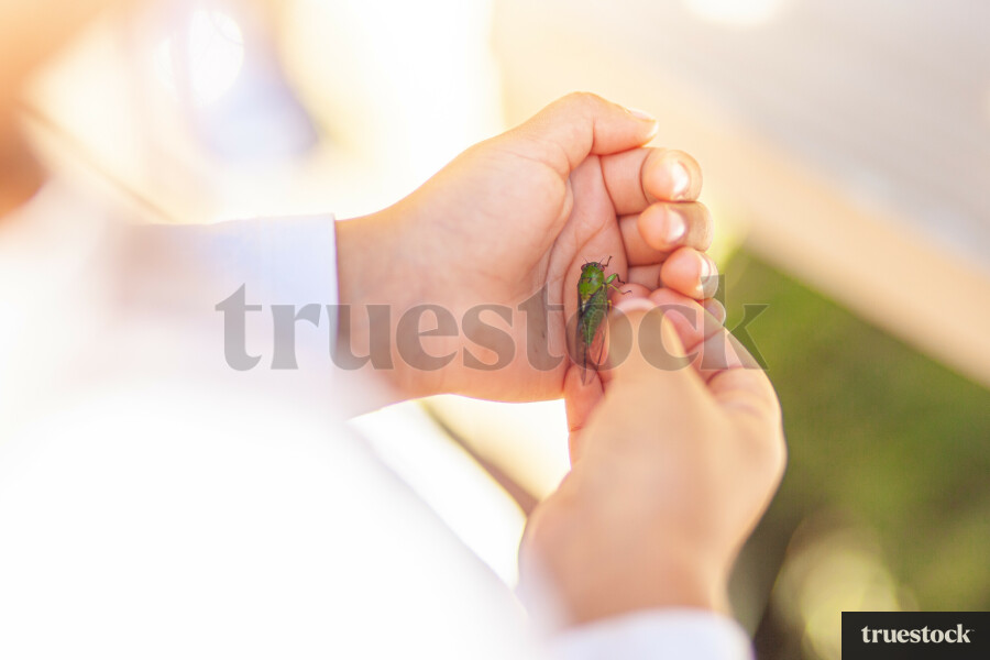 Child holding a cicada insect