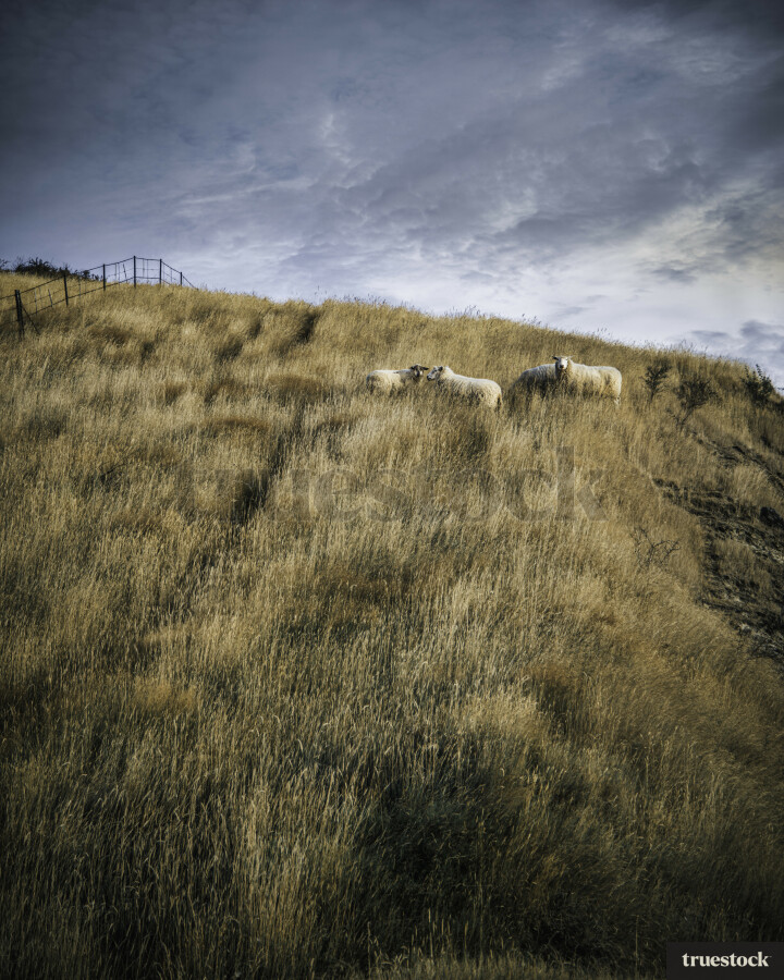 Sheep in Long Grass