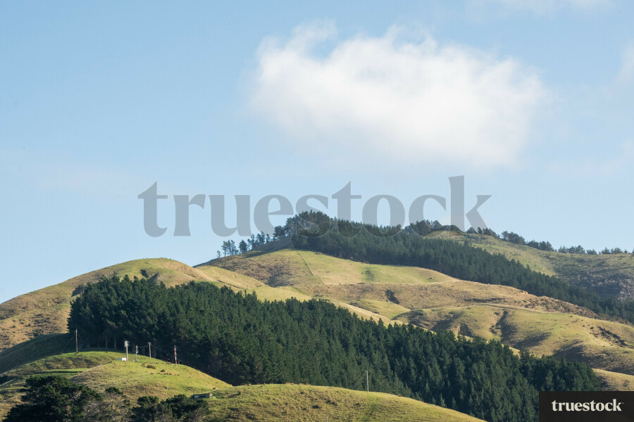 Wellington Landscape