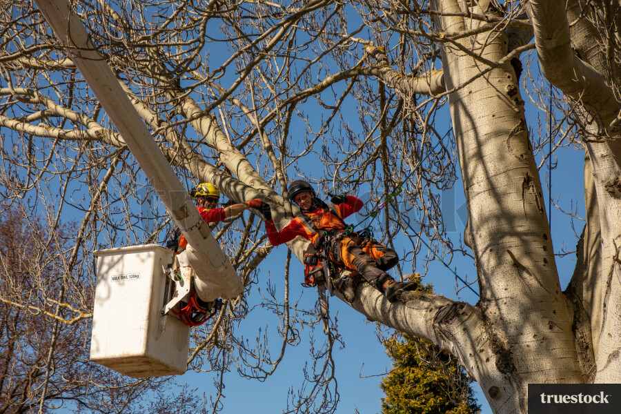 Workers in Tree and Lift