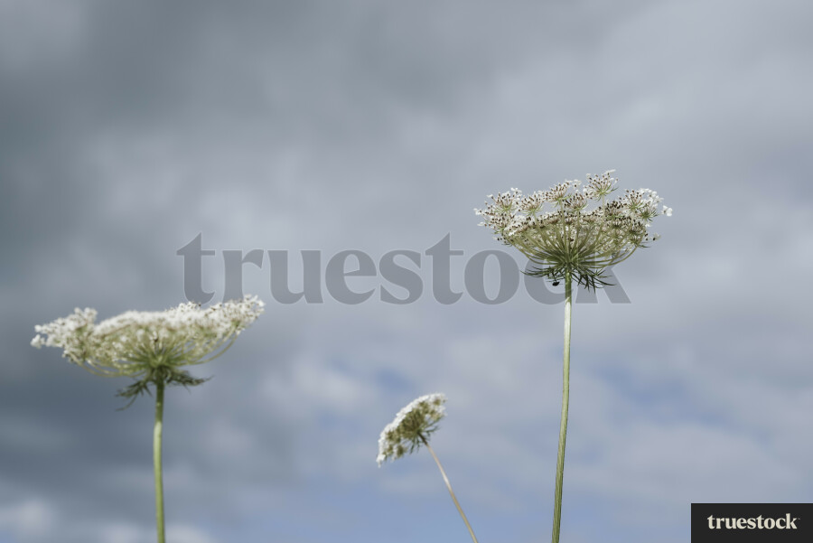 Close Up of Queen Anne's Lace