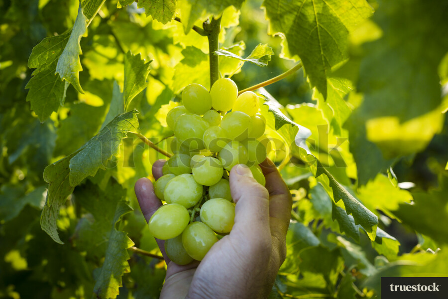 Person Getting Grapes from Vine